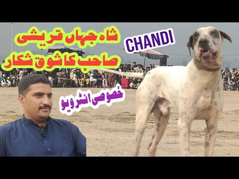 famous bully dog chandi | Exclusive Interview Shah Jahan Qureshi Sahib, Owner of Bully Dog Chandi
