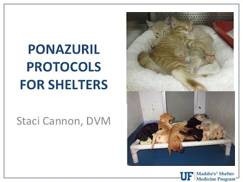 Vet to Vet: Ponazuril Protocols for Shelters - conference recording