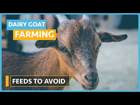 Dairy Goat Farming Lesson 1 Course Outline