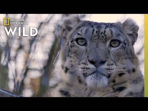 The Beautiful and Elusive Snow Leopard of the Himalayas