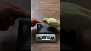 Download lagu Cockatiels Summer Body mp3 Download lagu Cockatiels Summer Body mp3