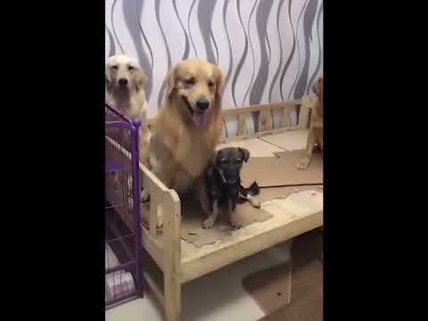 funniest animal videos of 2022 - funny golden retriever dogs and cutest golden puppies  V.18186 #fu