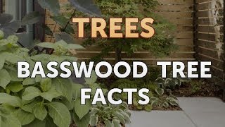 Basswood Tree Facts