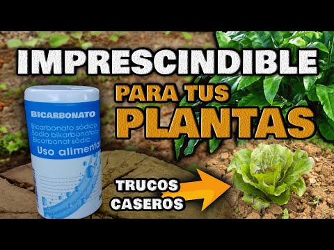 , title : 'Aplica BICARBONATO en tus Plantas y MIRA QUE PASA | Fungicida Casero e Insecticida Ecológico'