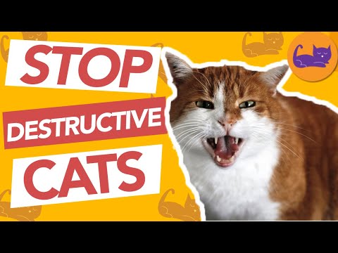 DESTRUCTIVE Cat Behavior and How to STOP It!