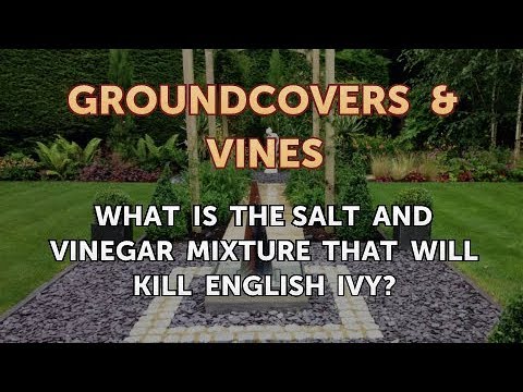 How to Grow a Trumpet Vine