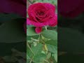 Love WhatsApp Status Rose Status Tamil Song Whatsapp Status Nature Status Love Status 2021 Shorts
