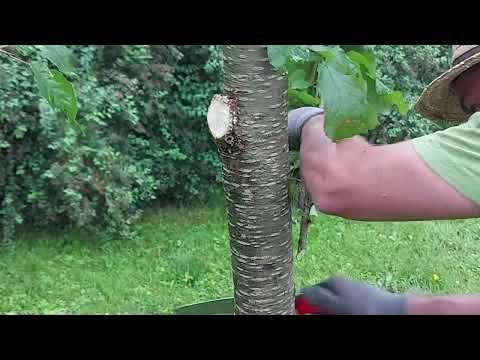 Baumler Tipp - Wildtriebe entfernen