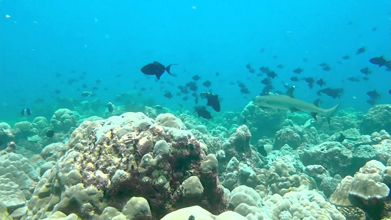 Trailer oficial de Predadores Perigosos - Os Mais Temidos Dos Oceanos