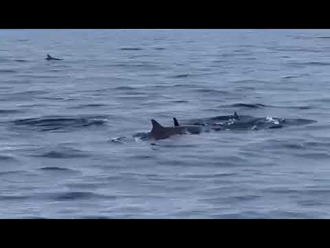 sea creatures so nice #enjoying the sea #shortvideo