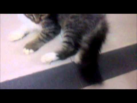 cat's daizy and tison funny romance.wmv
