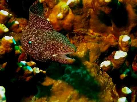 reggaeton - sean paul 50 cent beyonce mario  r.kelly jay-z fatman scoop b