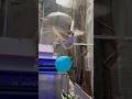 Balloons 🎈 and Doves 🕊 #viralshort #funnyvideos #pets #shortsvideo #funny #catlover #mrbeast #2024