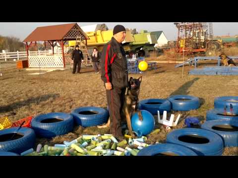 Scoala de dresaj canin ''NIKARAD''\ Antrenament Mondioring \Turnu  \Arad \2011\www.nikarad.ro