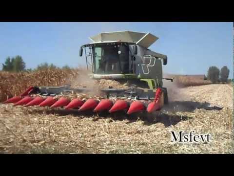 Claas Lexion 770 TT & Lexion 430 - Trebbiatura mais by Carlassara