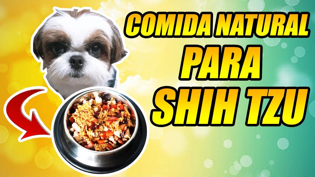 Receita de Comida Natural Para Shih Tzu [Bastante Nutritiva]