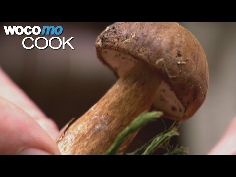 A little mushroom science - collecting mushrooms on a walk in the forest with a mushroom expert!