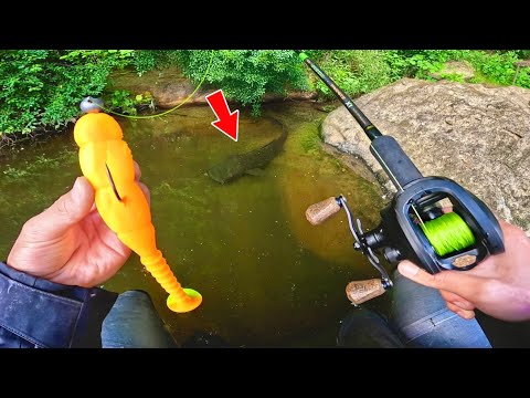 DES GÉANTS D'EAU DOUCE plus proches qu'on imagine !! (Pêche au leurre)