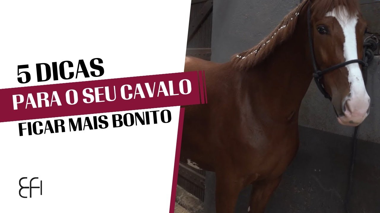 5 PASSOS  PRA DEIXAR SEU CAVALO AINDA MAIS BONITO | A FAMÍLIA DO MANGALARGA | S01_E14