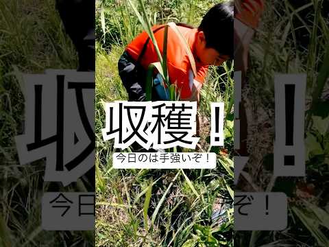 ゼラニウムと組み合わせる植物はどれですか?庭や野菜畑にぴったりの12種類のコンパニオンプランツ  庭園