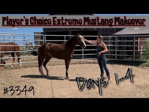 Player’s Choice Extreme Mustang Makeover – Days 1-4