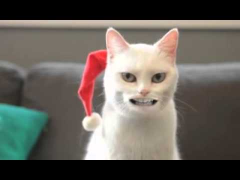 Download Chat Qui Chante 3gp Mp4 Codedwap