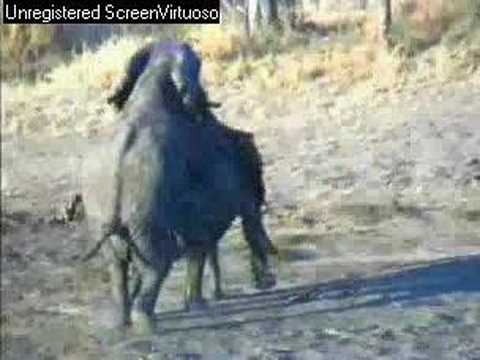 WildEarth/Djuma Elephants