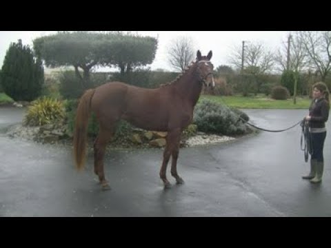 FAIRVIEW SF par ELDORADO DE HUS