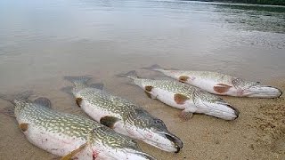 выращивание рыбы в домашних условиях . воздух зимой.фильм-5