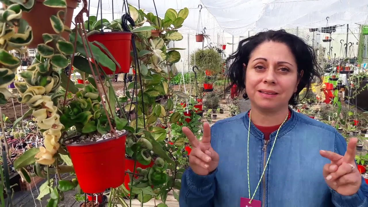 Watch Now Hoya o fiori di cera: ecco quelle da esterno Hoya o fiori di cera: ecco quelle da esterno