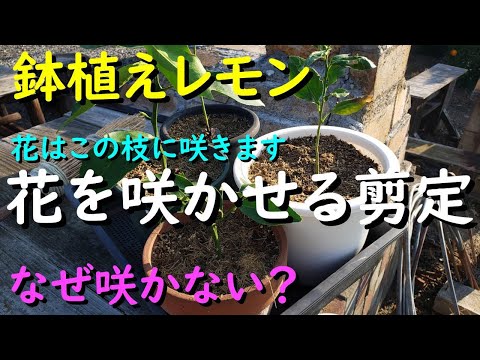 レモンの木の挿し木を4つの簡単なステップで行うには?掛け算に最適な時期はいつですか?  庭園