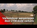 De varkensboer verloor 2100 varkens na een stroomuitval in een stal: 'Ergste nachtmerrie voor een...