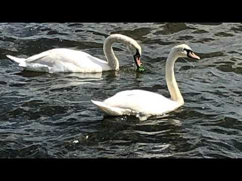 Mid Morning by Joy Williams, played on Musique Morneaux rosewood whistle in D