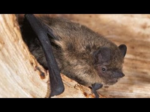 [HD] NaturNah - Der heimliche Mitbewohner, die Fledermaus (Doku)