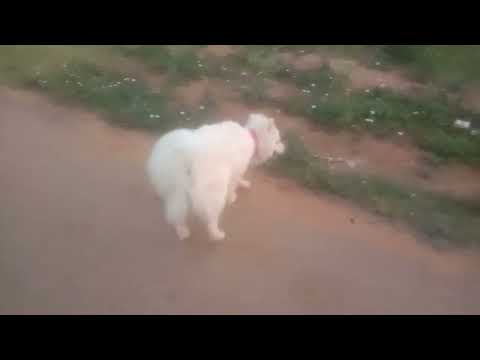 enjoying the beautiful nature with my dog  #  what a nature morning 5:30 very beautiful 👩 😍😍