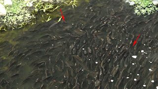 Download lagu TAIWAN!!! Surganya ikan nila liar || FISHING NETS mp3