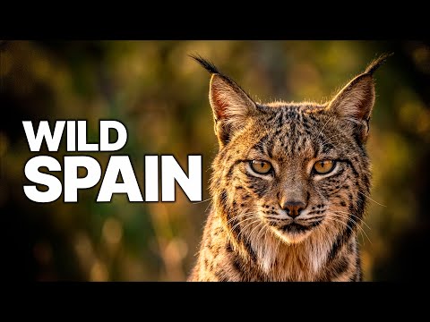 Wild Iberia: Land of Legends | Predators of the Peninsula
