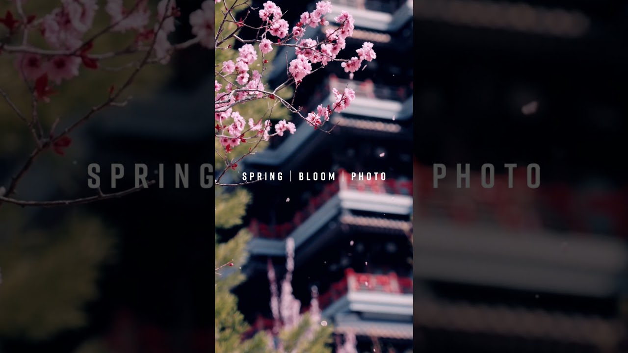 Blossoms of Spring: A Floral Journey 💐