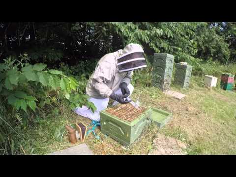 Varroabehandling med oxalsyre