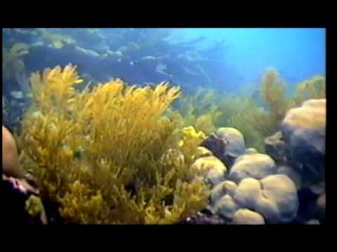 LUIS FELIPE GONZALEZ   LA SIRENA