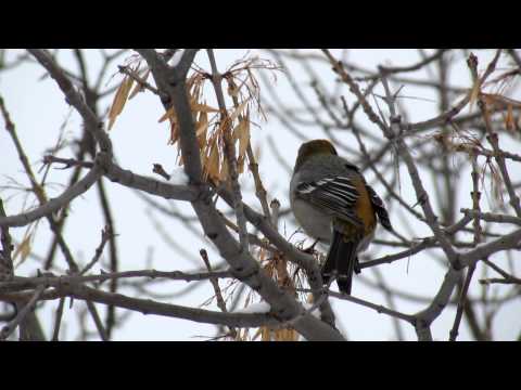 female Pine Grosbeak, Craven Saskatchewan Feb 13, 2012