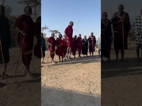 The traditional Adumu Dance that the Maasai perform during rituals (or for tourists!)