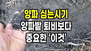 양파심는시기 양파밭 만들때 퇴비보다 중요한 이것 꼭 확인해 보세요