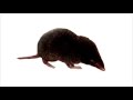 Chemistry Moles