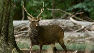 Fieldsports Britain – Oliver Edwards flyfishing and Paul Taylor on sika stalking