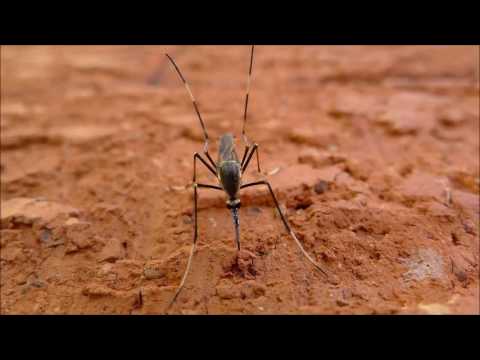 Melhor repelente de mosquito som (15kHz) e vÃ­deo - YouTube