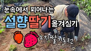 설향 딸기 노지 재배 도전 / 눈속에서 피어나는 향기로운 딸기 설향 / 선물받은 딸기 모종 옮겨 심기