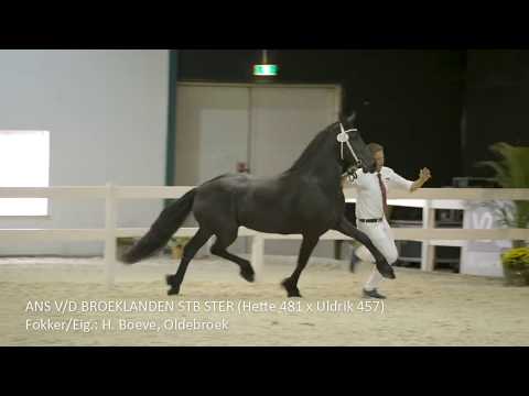 Kampioen 3 jarige merries (en tevens dagkampioen) Centrale Keuring 2019 Berber van Brabantshof