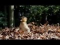Blessed Are You ( Bendito Seas ) Barju et Yahweh ...