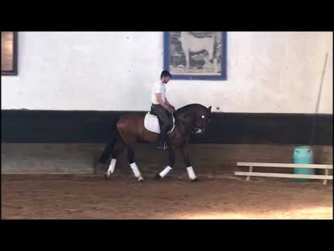 Lider das Faias / Pedro de Matos